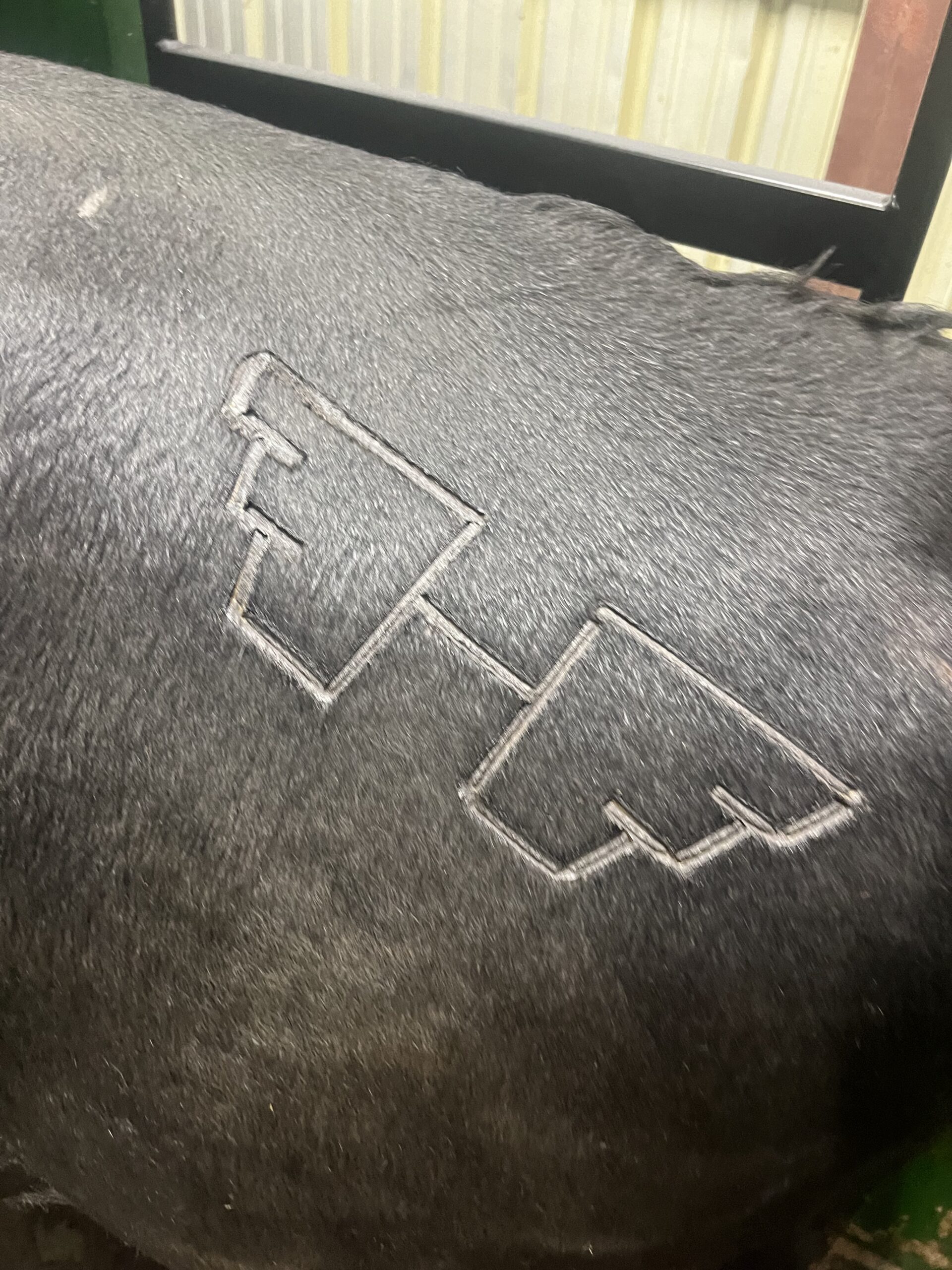 Close-up of a black cow's hide featuring a distinct brand logo etched into the fur, highlighting livestock branding practices in agriculture.