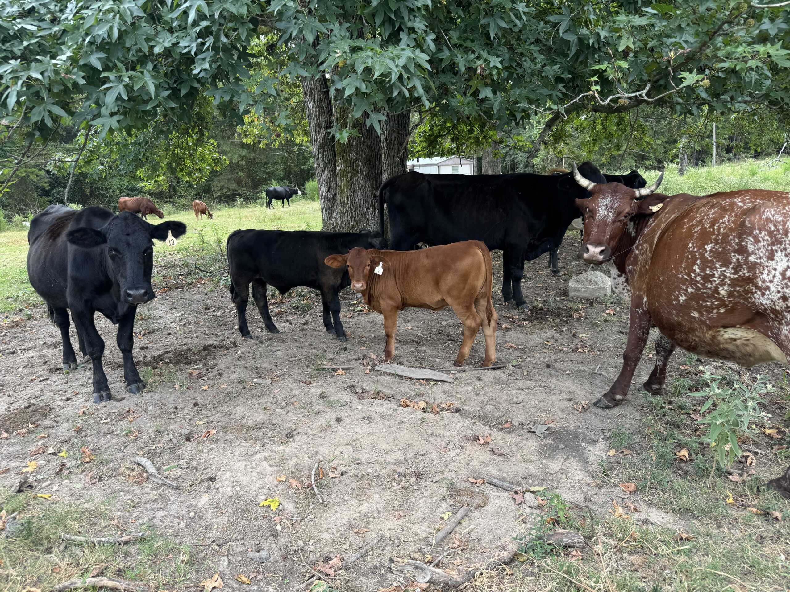 Herd of cows, including black and brown varieties, gathered under a tree in a grassy pasture, showcasing a mix of adult and young cattle.