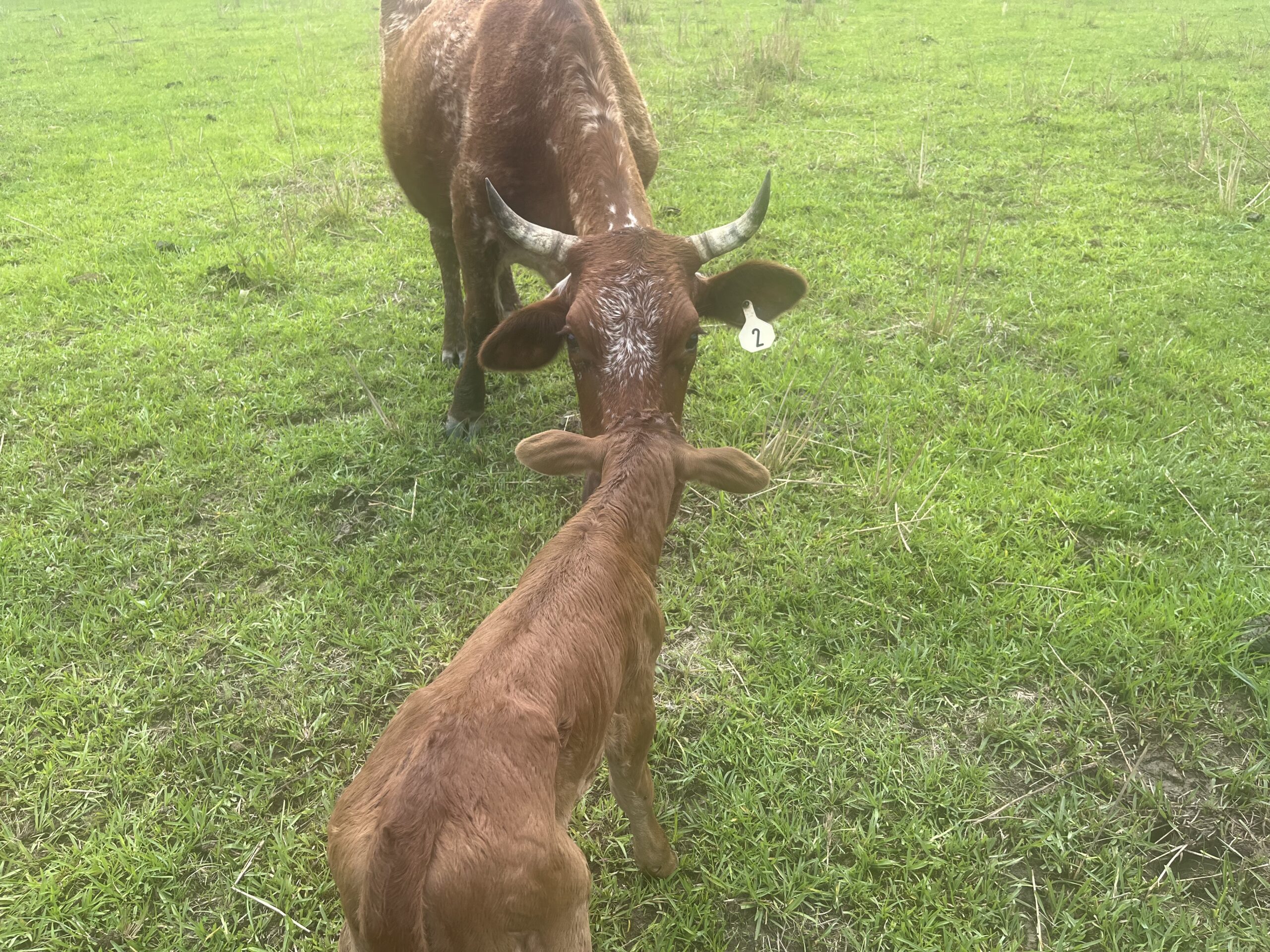 A brown calf and a larger brown cow are grazing together in a green pasture, showcasing a peaceful rural scene. The calf, with a tag labeled "2," is positioned in front of the cow, highlighting the bond between mother and offspring in a natural setting.